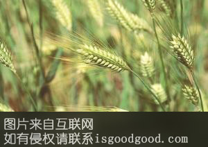 阿合奇县青稞特产照片