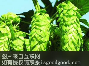 金沟河啤酒花特产照片