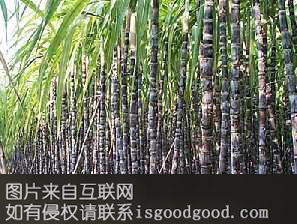 绿村黑蔗特产照片