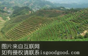 八角溪茶叶特产照片