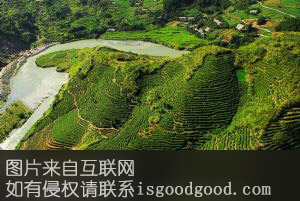 竹溪贡茶特产照片