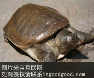 襄阳甲鱼特产照片