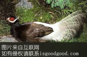 褐马鸡特产照片