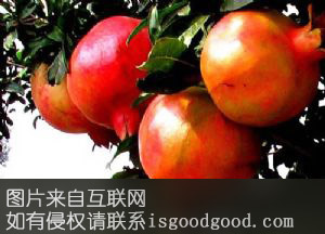 千瓣红石榴特产照片