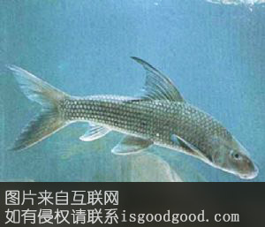 平果“没六鱼”特产照片
