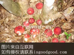 藤县大红菌特产照片