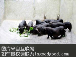 环江黑香猪特产照片