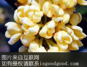 干桂花特产照片