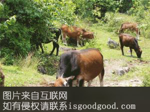 高山小黄牛特产照片