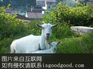 高山羊特产照片