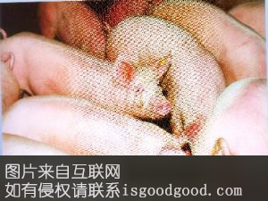 金平亨苗猪特产照片