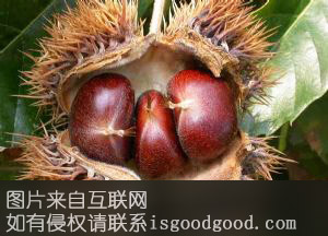 三山板栗特产照片