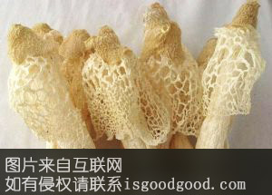 安吉竹荪特产照片