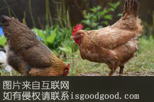 竹林土鸡特产照片