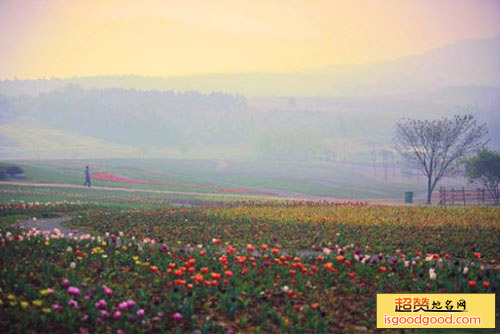 半汤郁金香高地景区景点照片