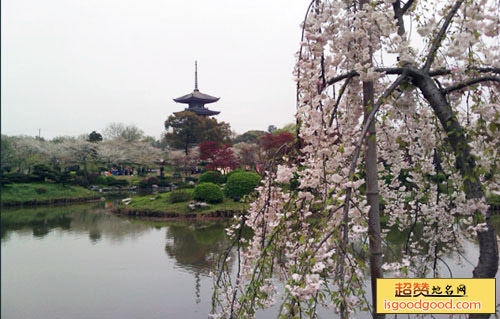 东湖樱花园景点照片