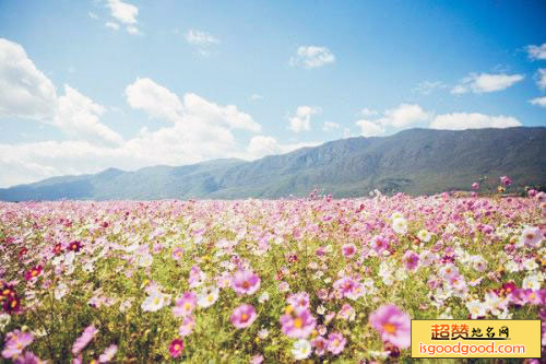 格桑花海景点照片