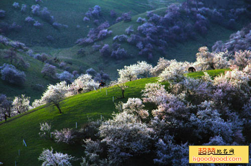 杏花山旅游景点景点照片