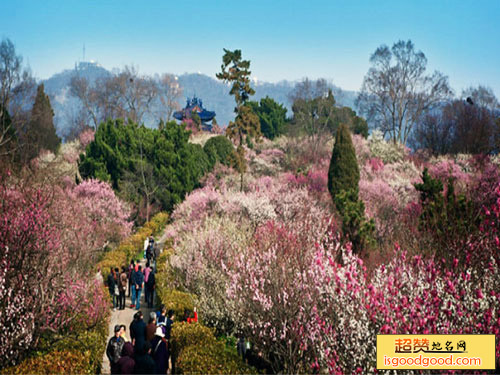 南京梅花山景点照片